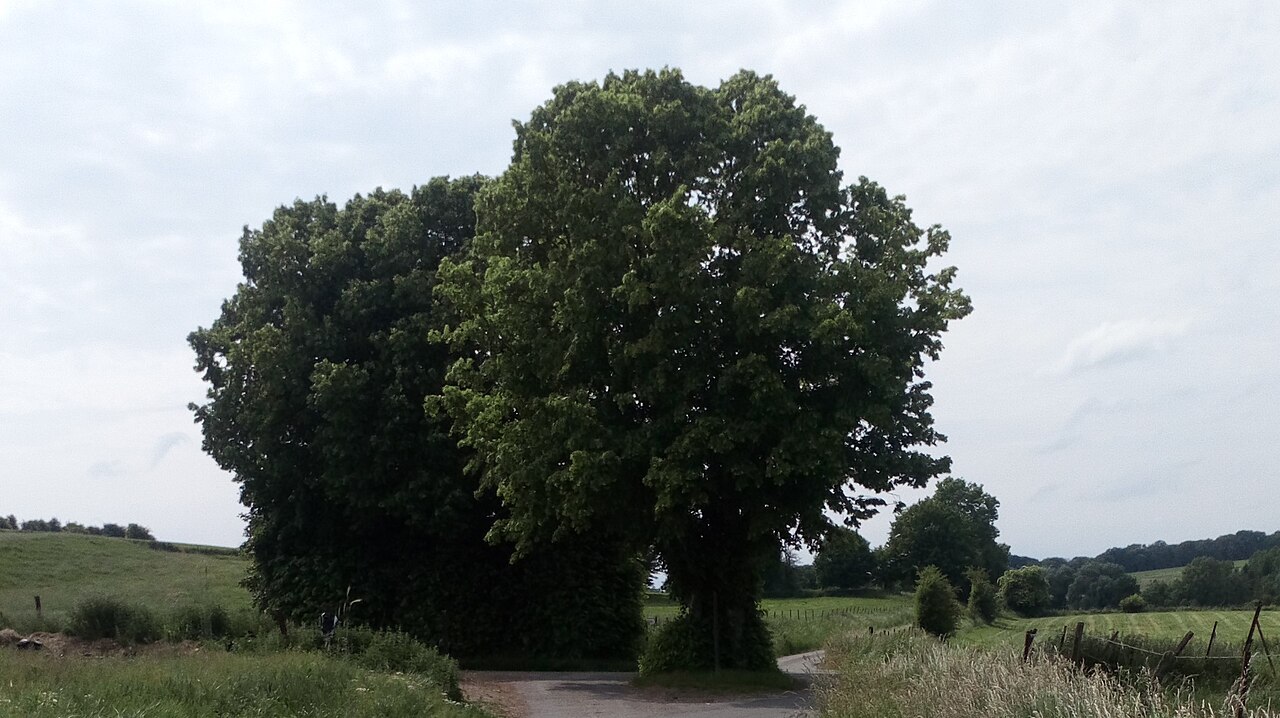 Vue de Bus-lès-Artois