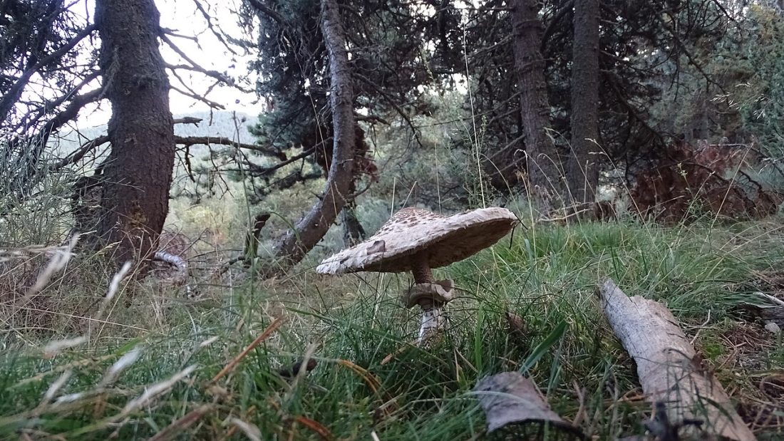 Vue de Caudiès-de-Conflent