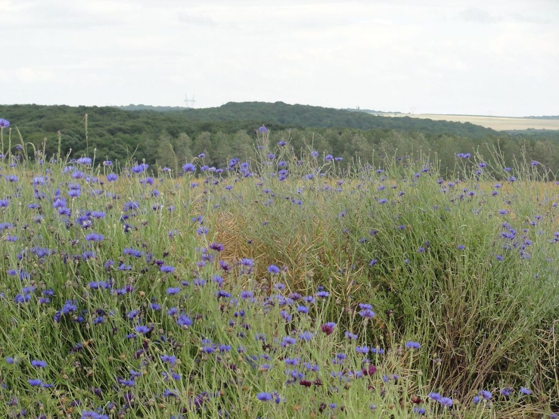 Vue de Cerville