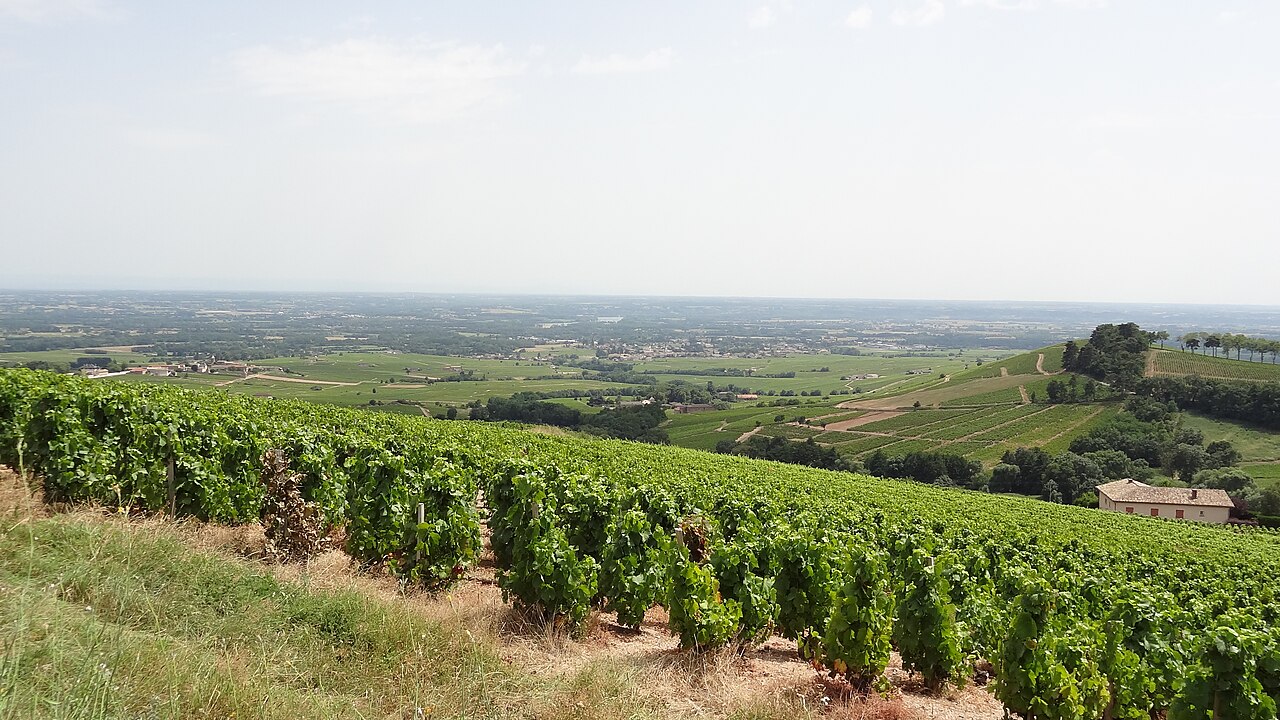 Vue de Chénas