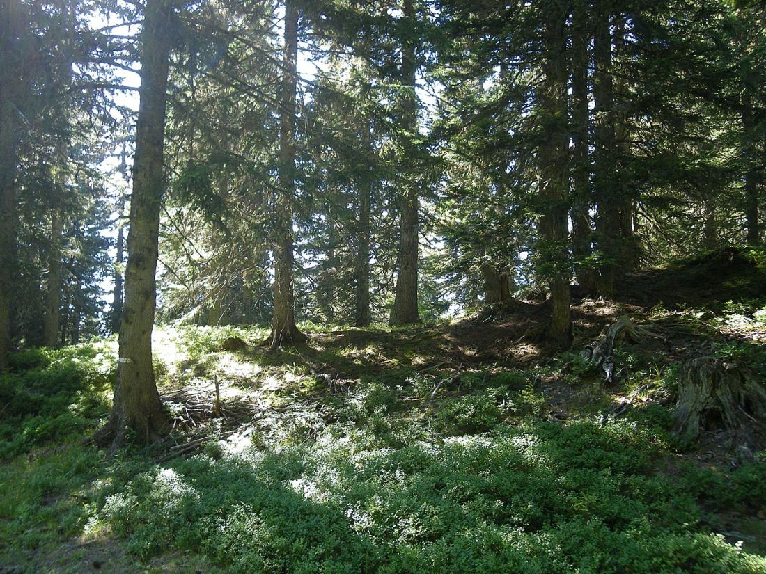 Vue de Cohennoz