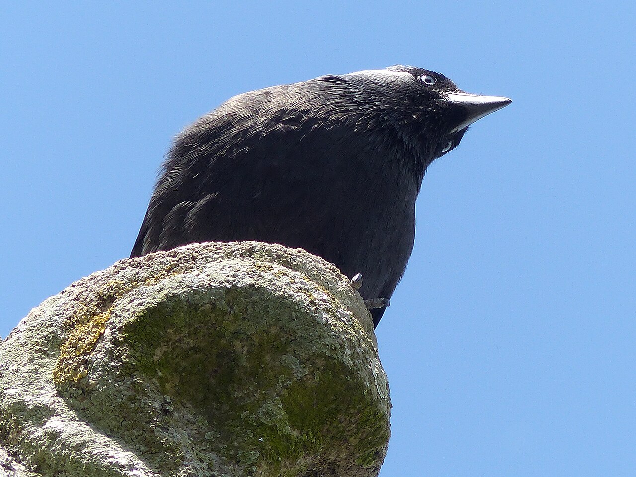 Vue de Josselin