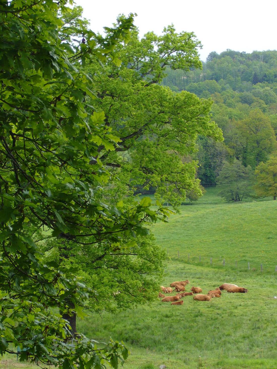 Vue de Saint-Bard