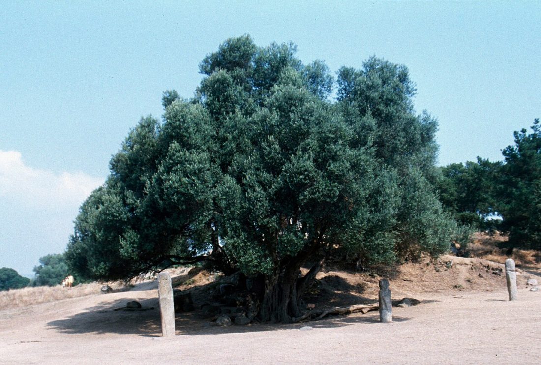 Vue de Sollacaro