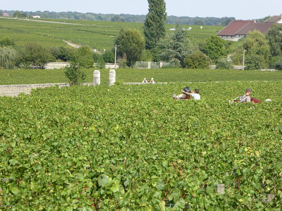 Vue de Vougeot